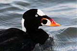 Surf Scoter